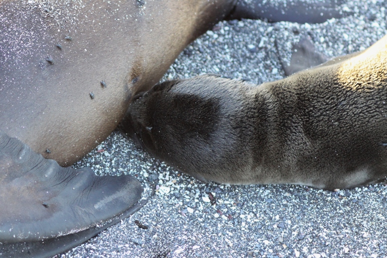 sea lion